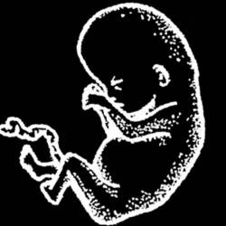 Bottomfeeder : Demo 2011